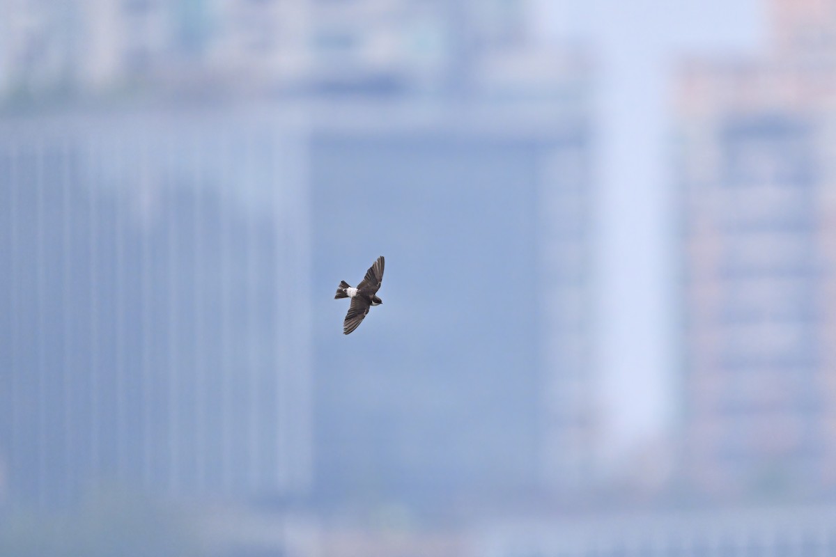 Siberian House-Martin - ML632953481