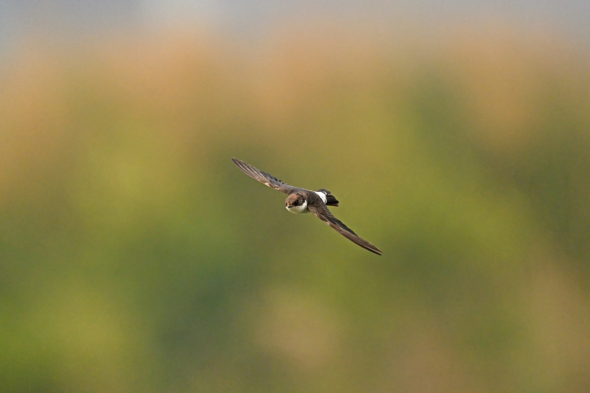 Siberian House-Martin - ML632953486