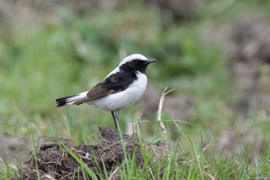 Finsch's Wheatear - ML632953659
