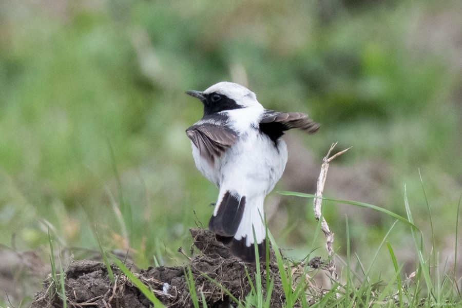 Finsch's Wheatear - ML632953661
