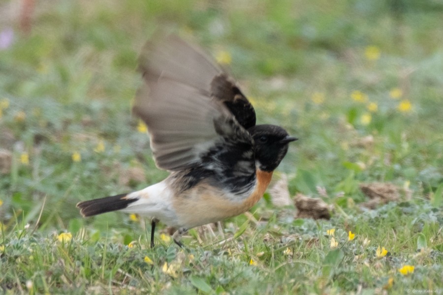 Siberian Stonechat - ML632953667