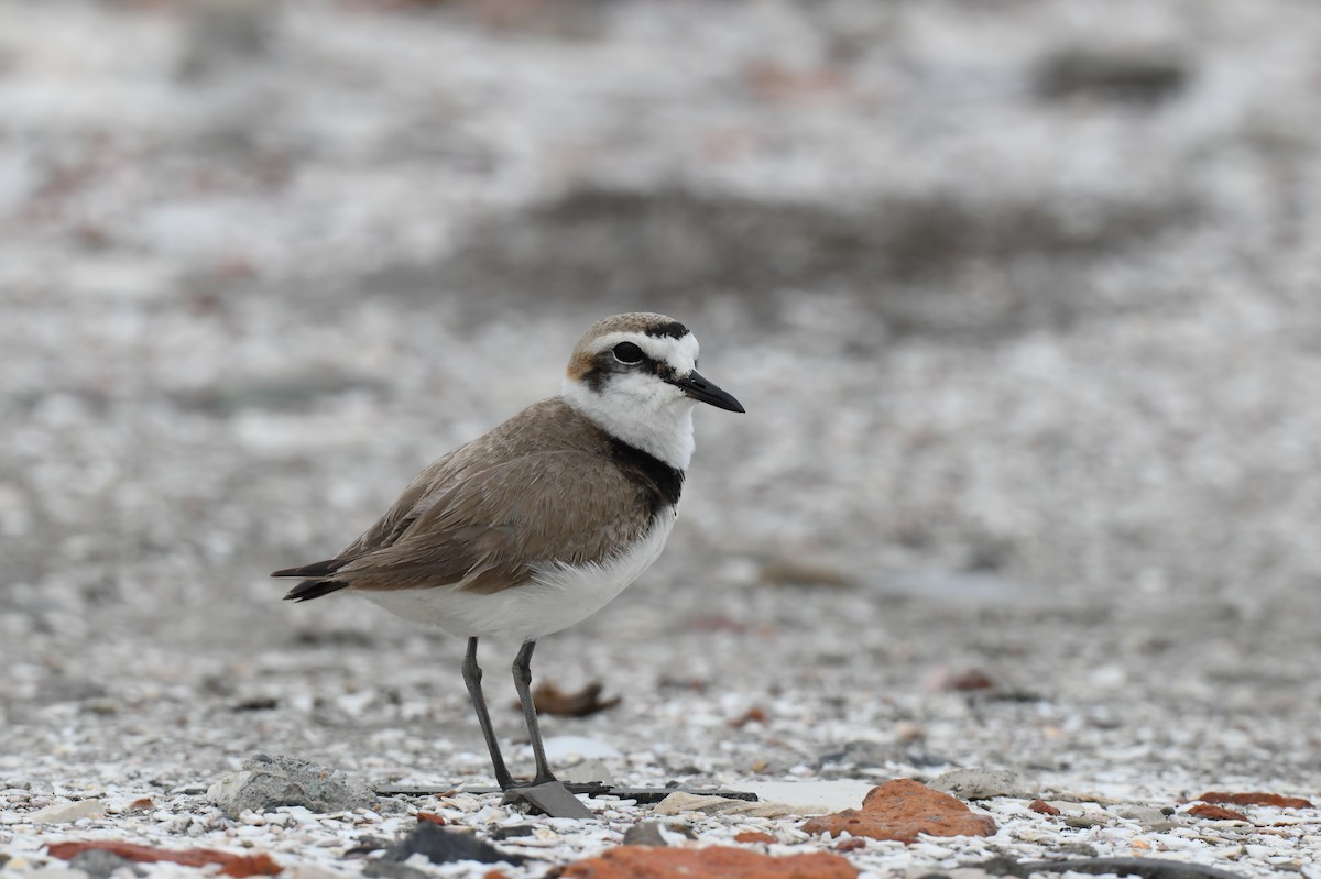 Kentish Plover - ML632953762