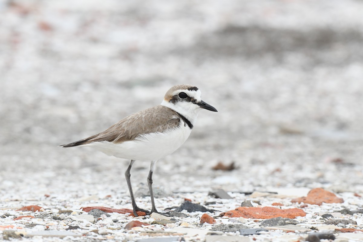 Kentish Plover - ML632953763
