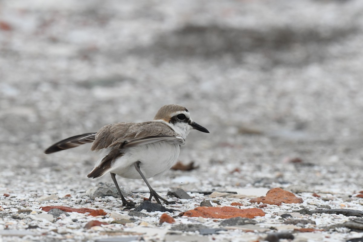 Kentish Plover - ML632953764