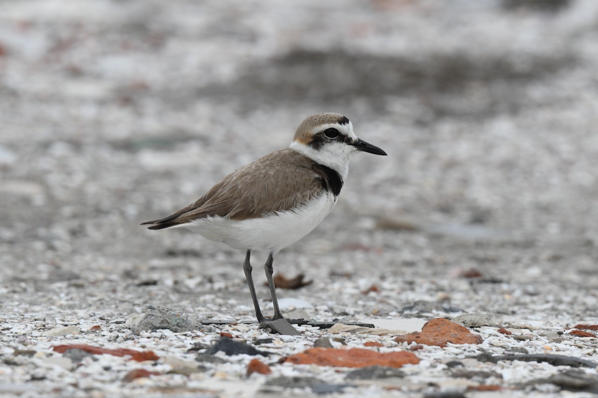 Kentish Plover - ML632953765