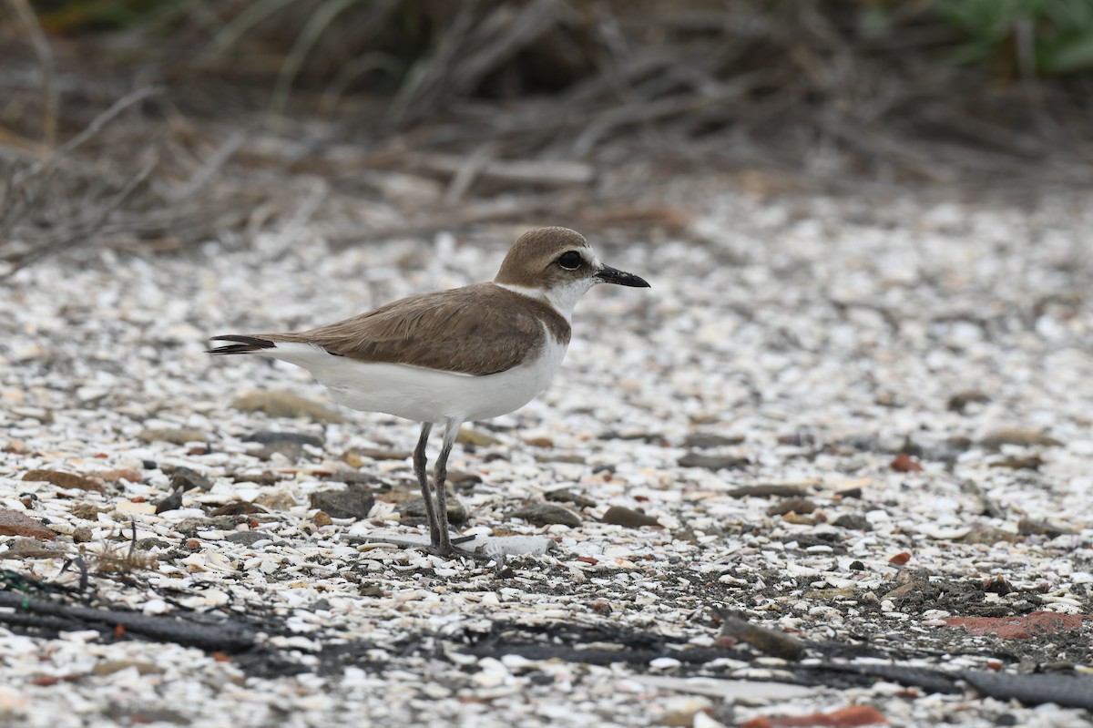 Kentish Plover - ML632953767