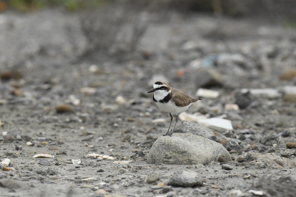 Kentish Plover - ML632953768