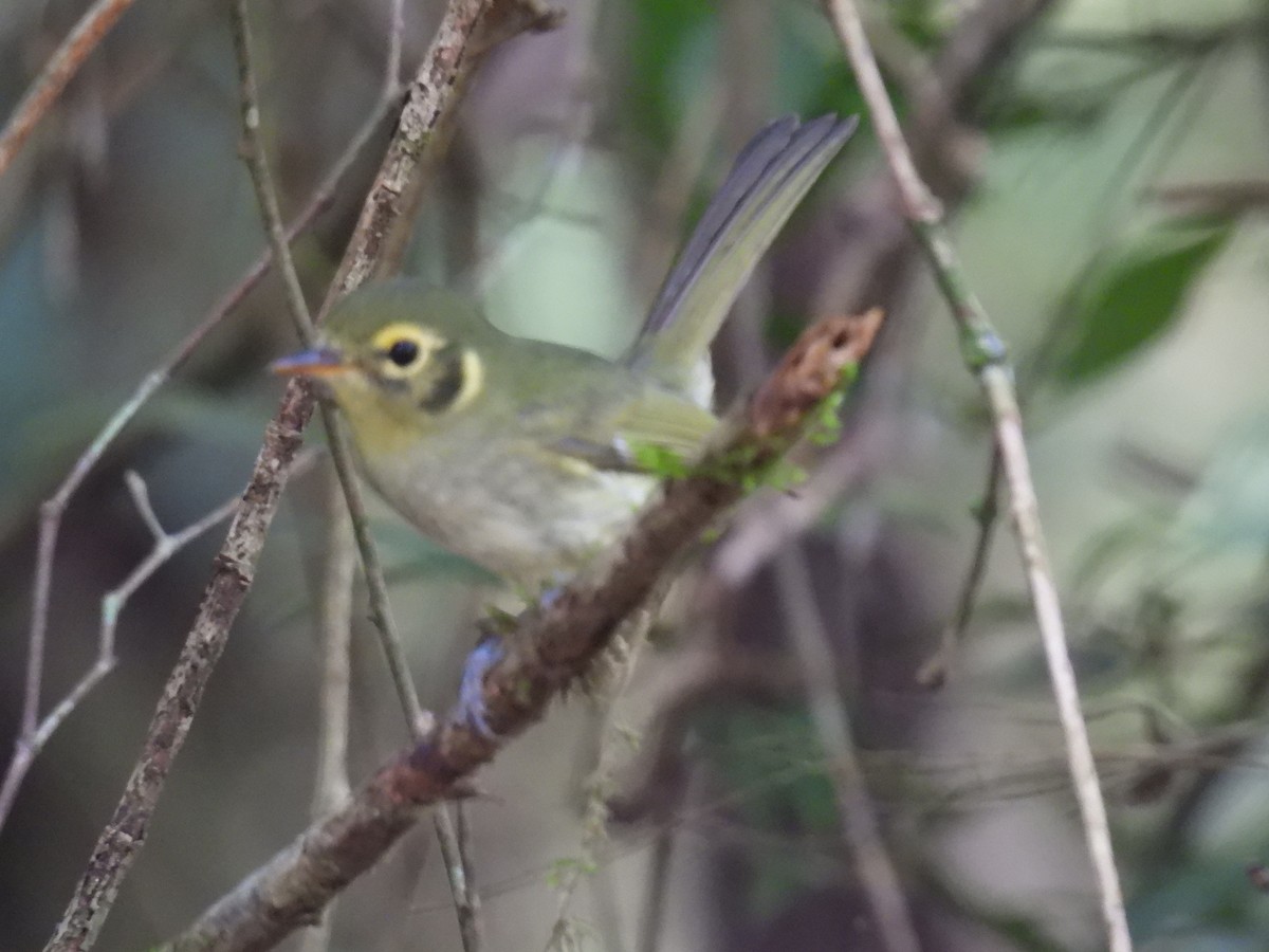 Oustalet's Tyrannulet - ML632954624