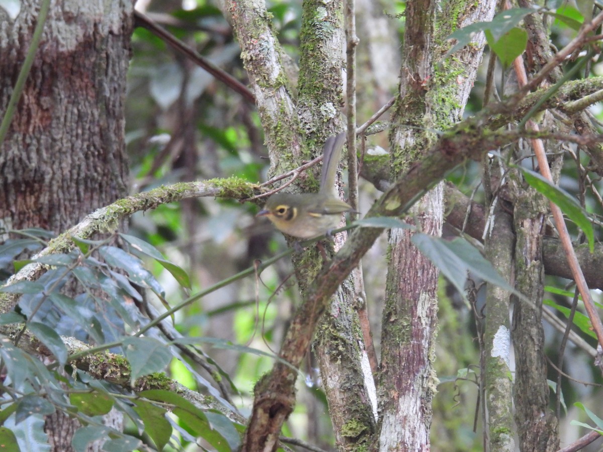Oustalet's Tyrannulet - ML632954625