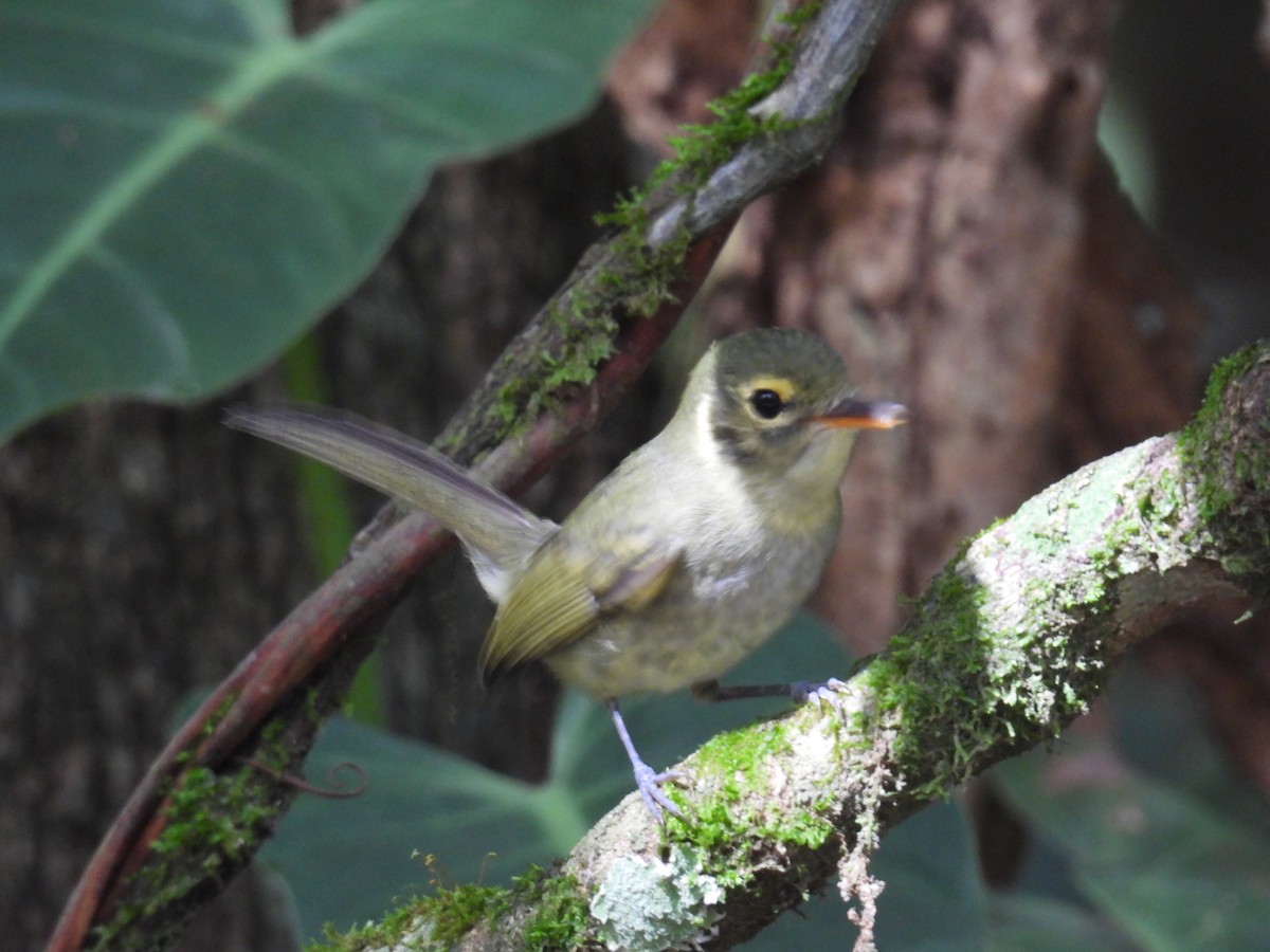 Oustalet's Tyrannulet - ML632954626