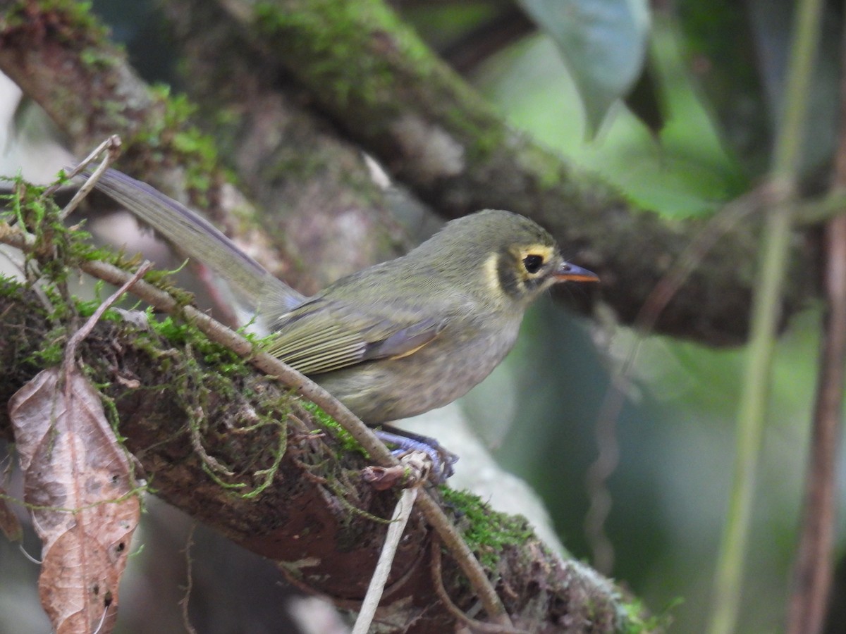 Oustalet's Tyrannulet - ML632954627