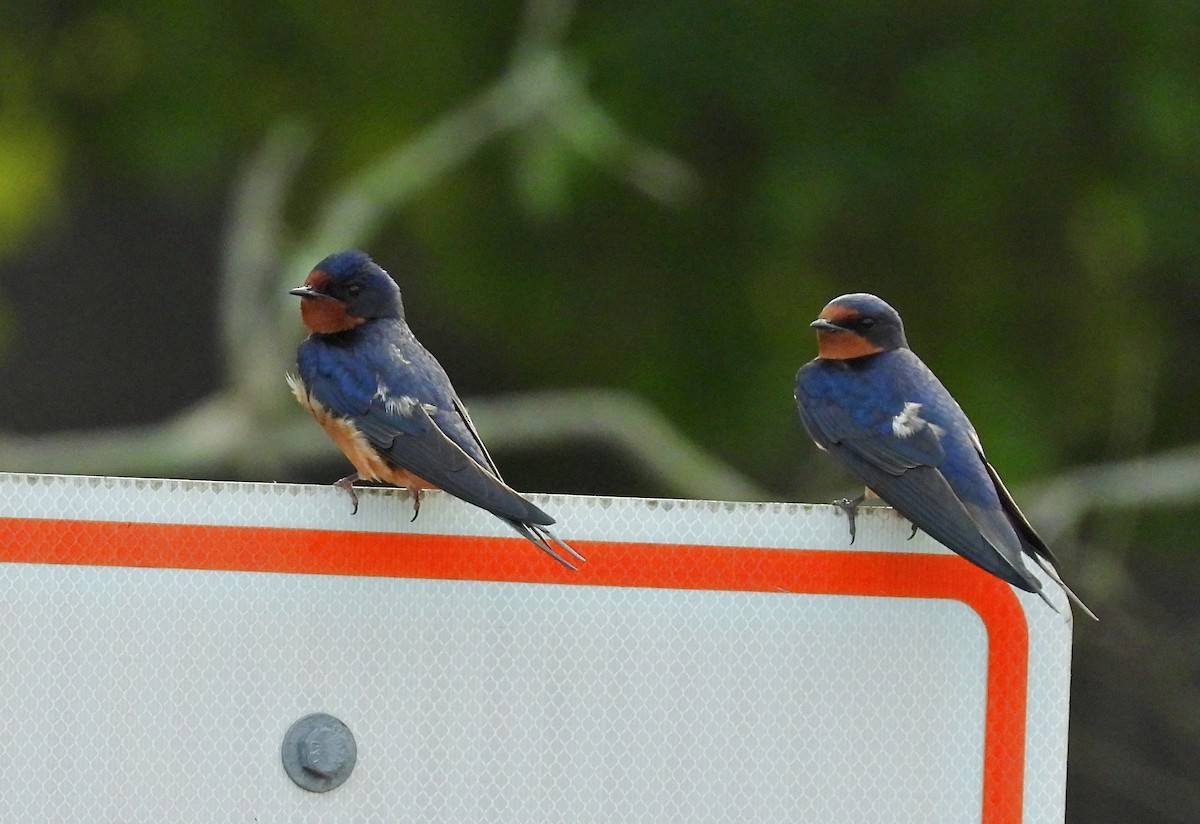 Barn Swallow - ML632954685