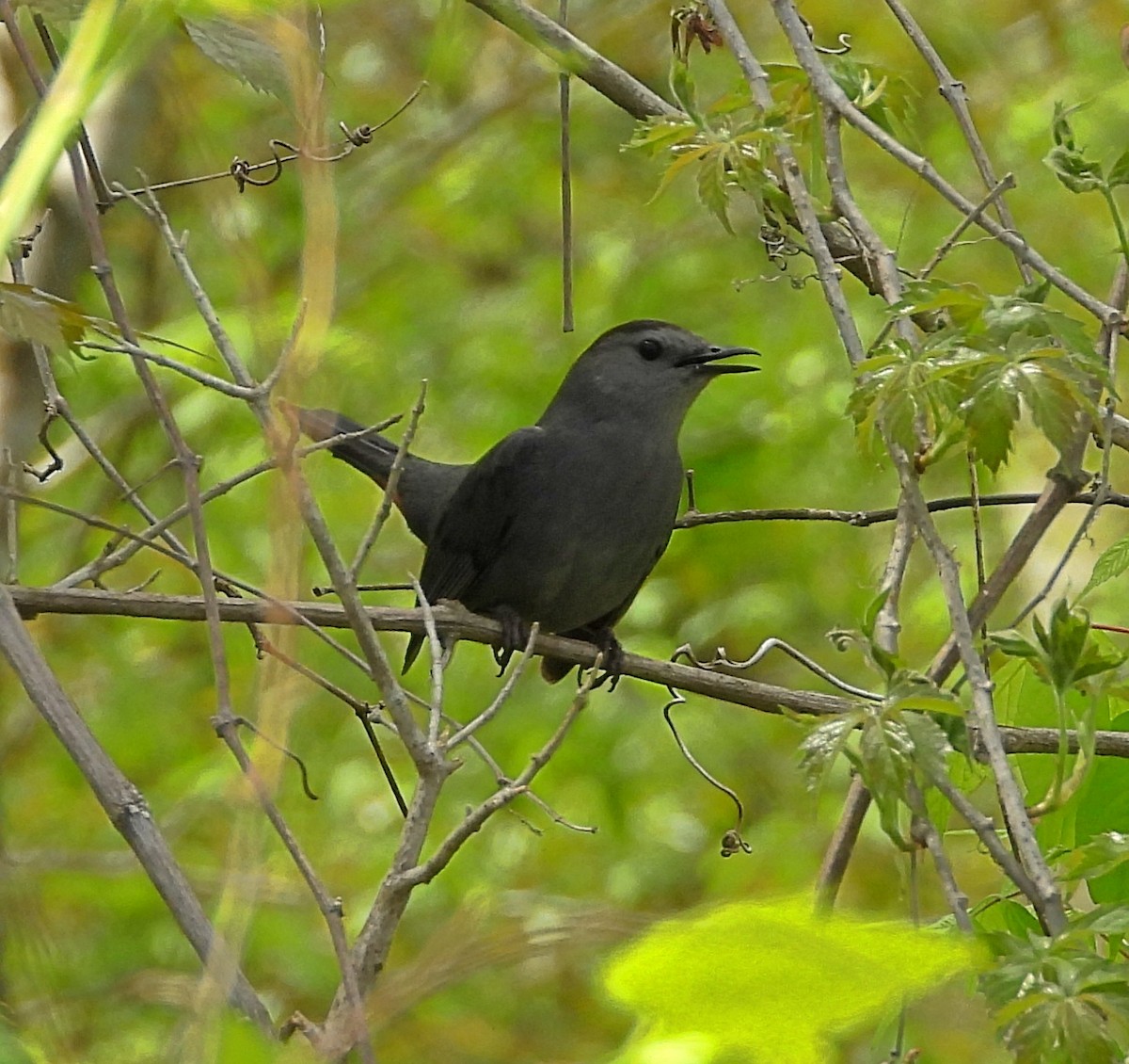 Gray Catbird - ML632954696