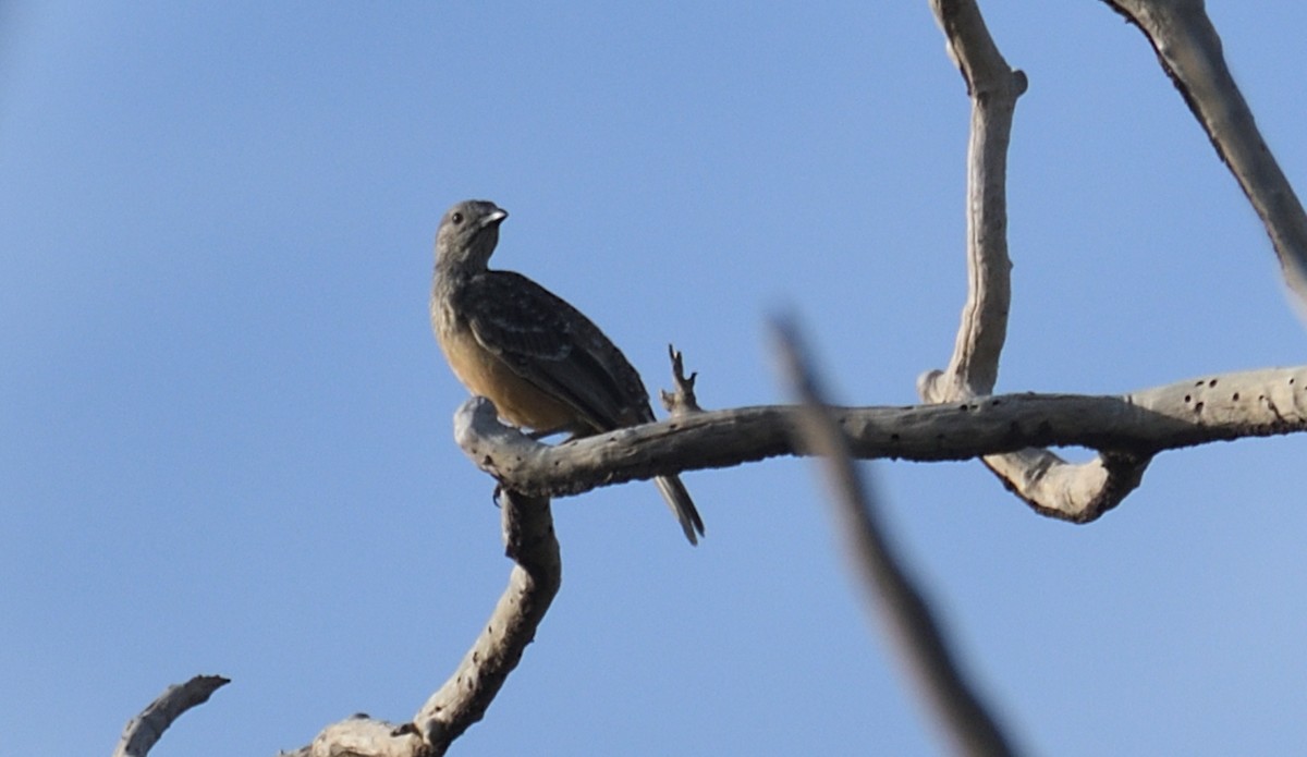 Fawn-breasted Bowerbird - ML632954726
