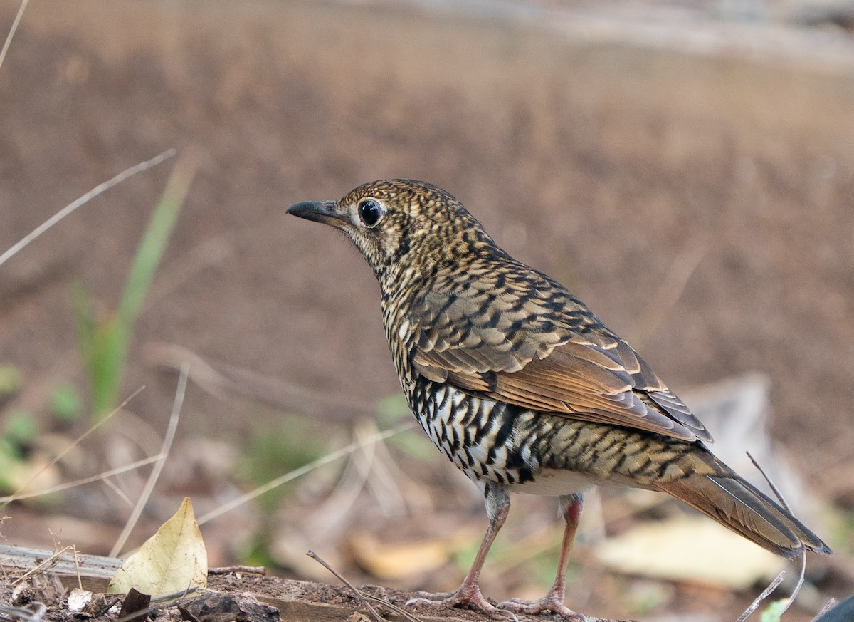 Bassian/Russet-tailed Thrush - ML632954744