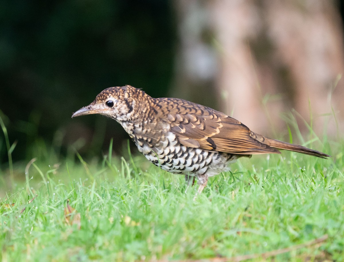 Bassian/Russet-tailed Thrush - ML632954745