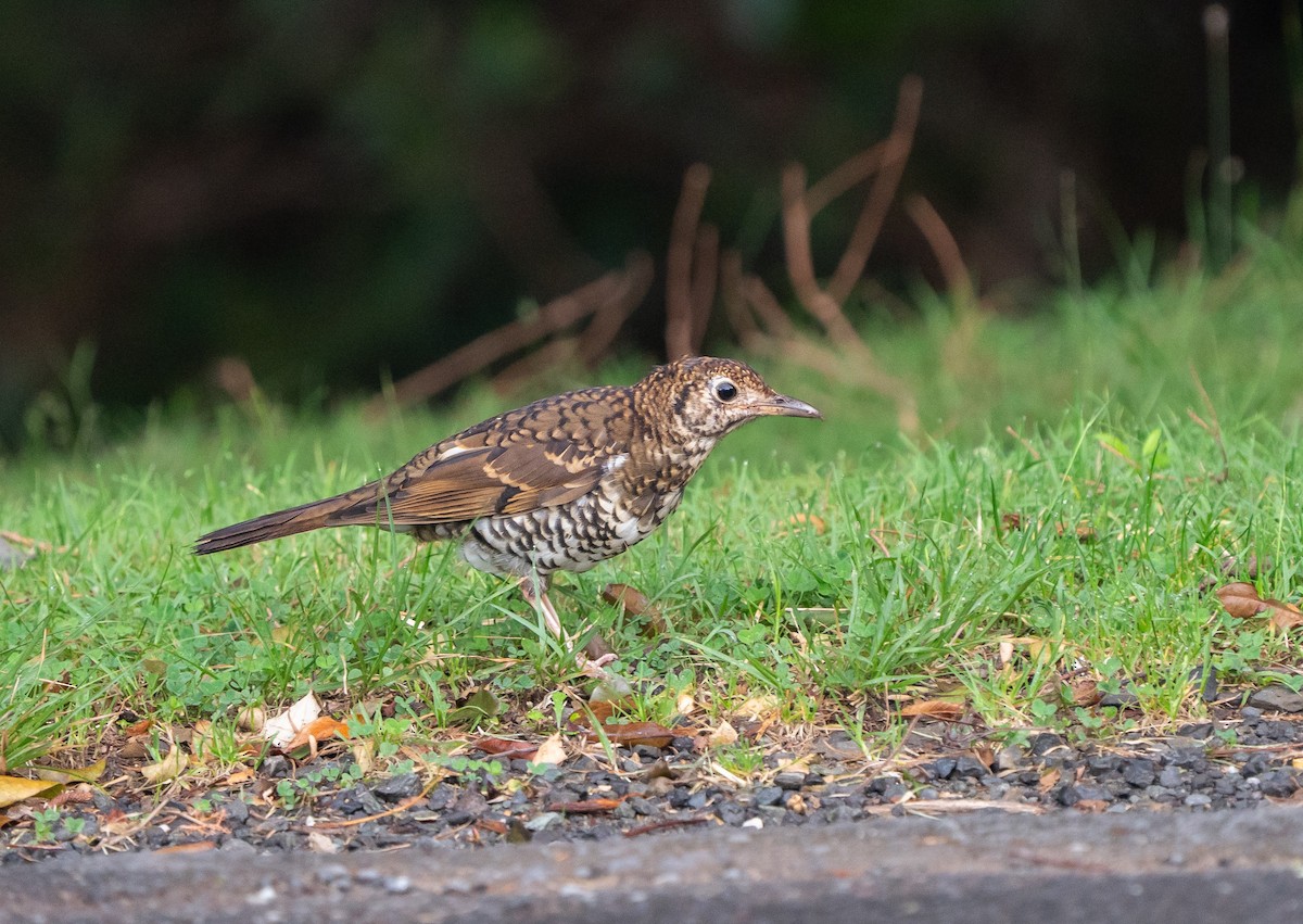 Bassian/Russet-tailed Thrush - ML632954746