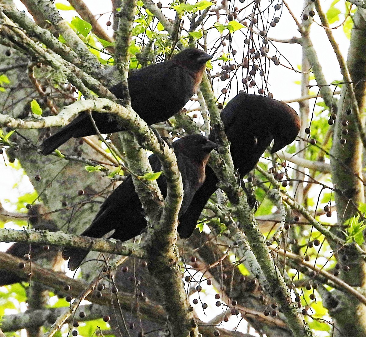 Brown-headed Cowbird - ML632954748