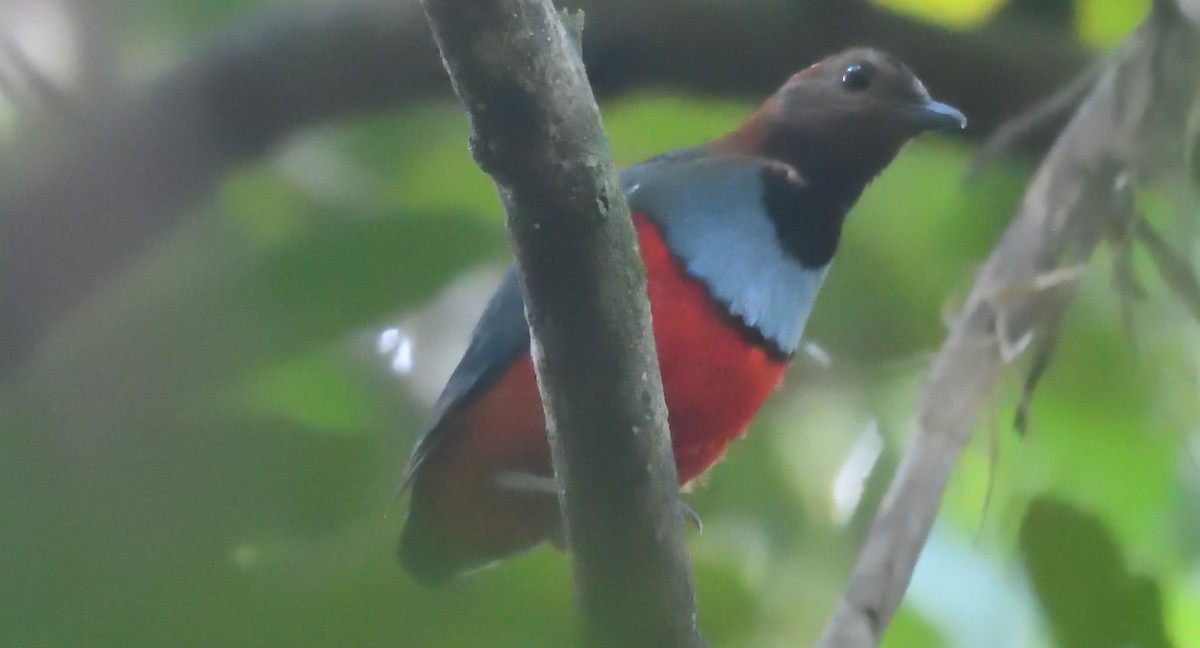 Papuan Pitta - ML632954750