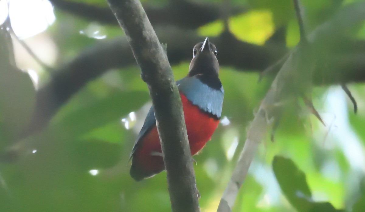 Papuan Pitta - ML632954751