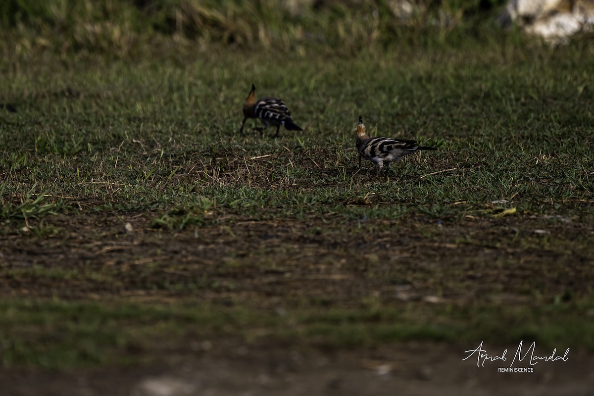 Eurasian Hoopoe - ML632954811