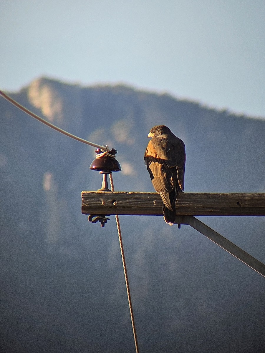 Harris's Hawk - ML632954836
