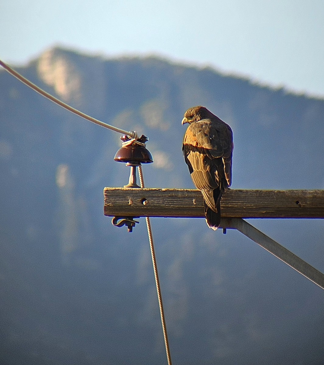 Harris's Hawk - ML632954837