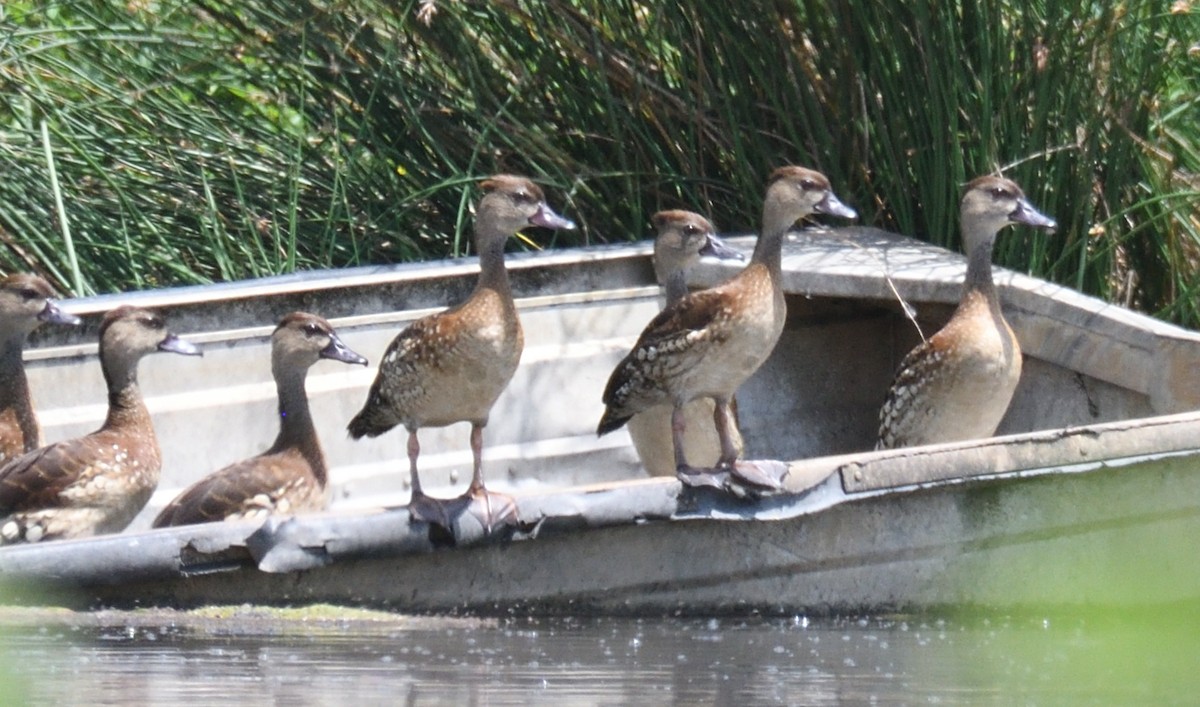 Spotted Whistling-Duck - ML632954839