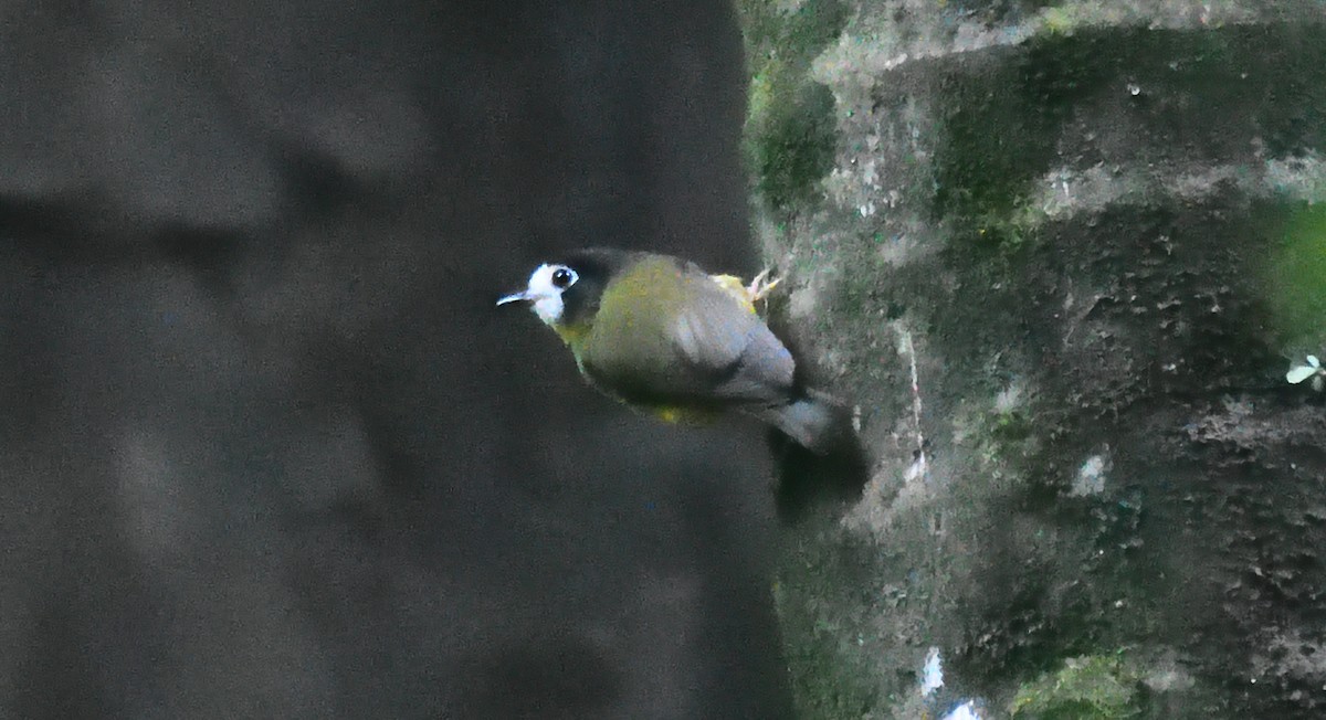 White-faced Robin - ML632954872