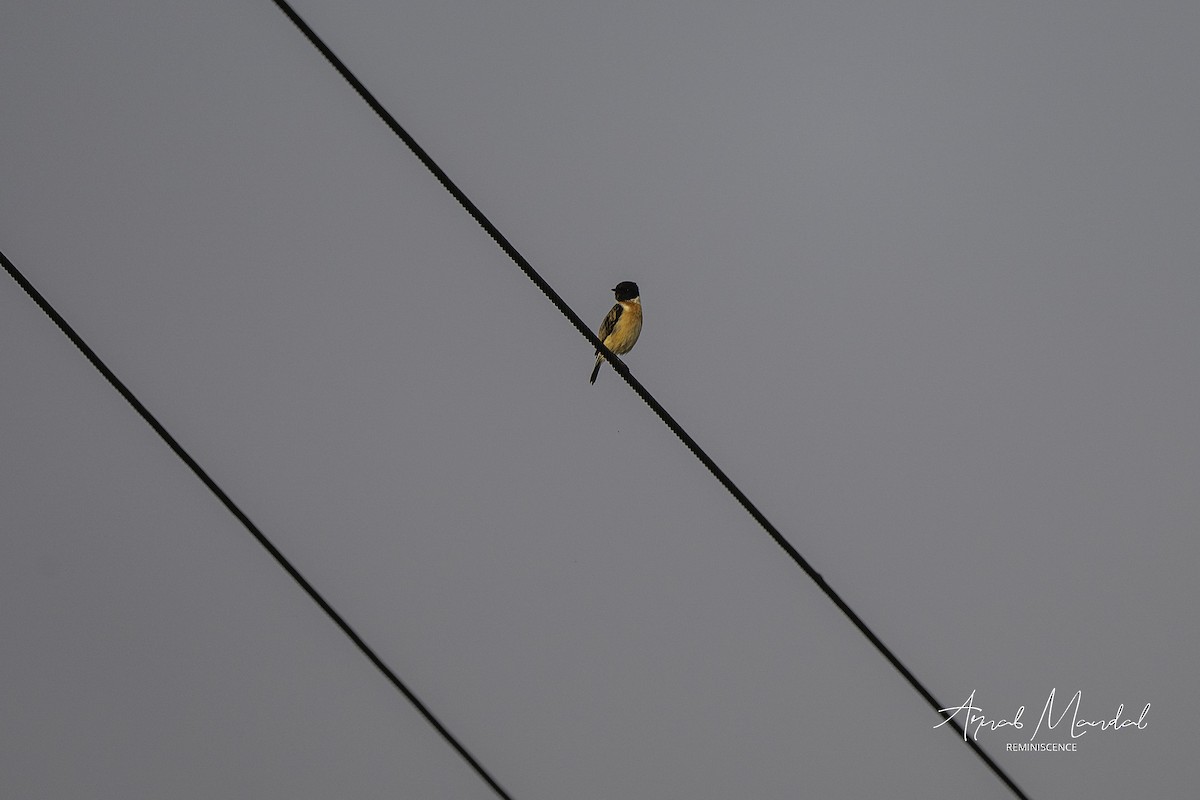 Siberian Stonechat (Siberian) - ML632954926