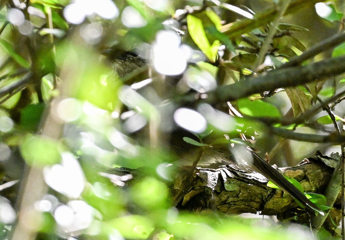 Barratt's Warbler - ML632955264