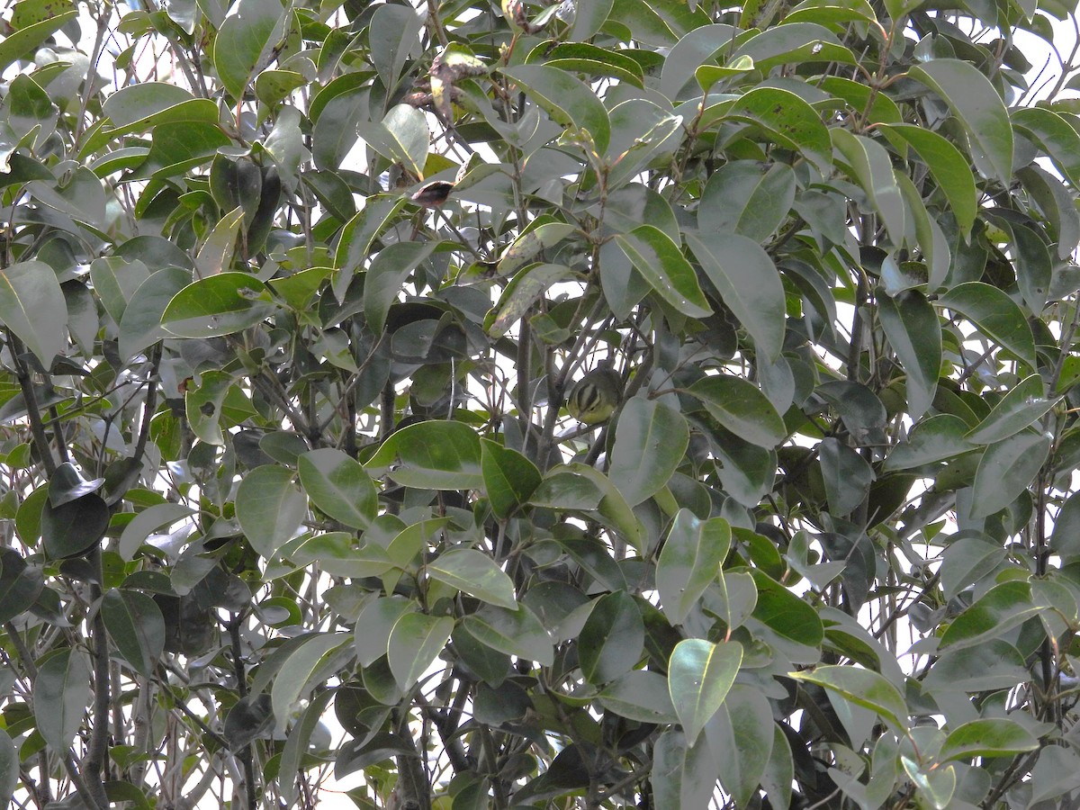 Pouillot de Rickett - ML632955298