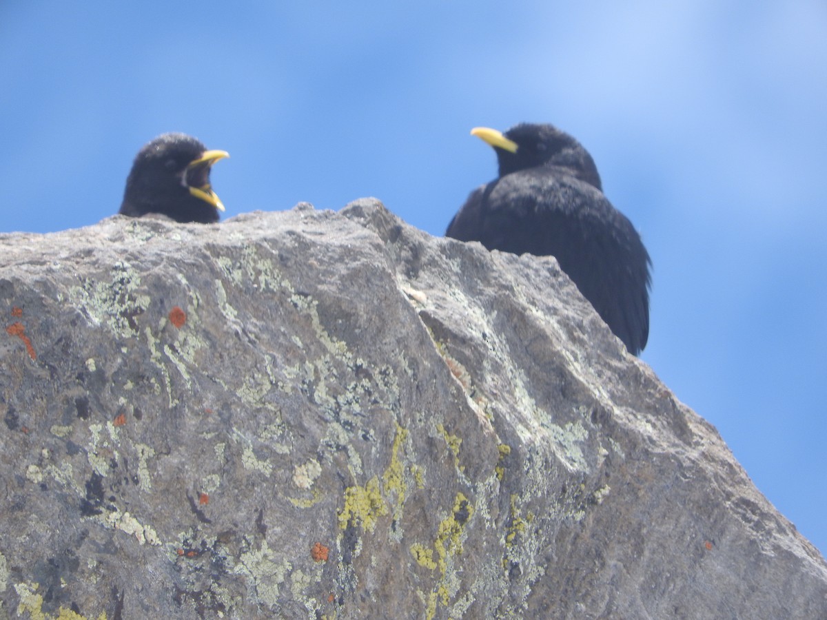 Yellow-billed Chough - ML63295531