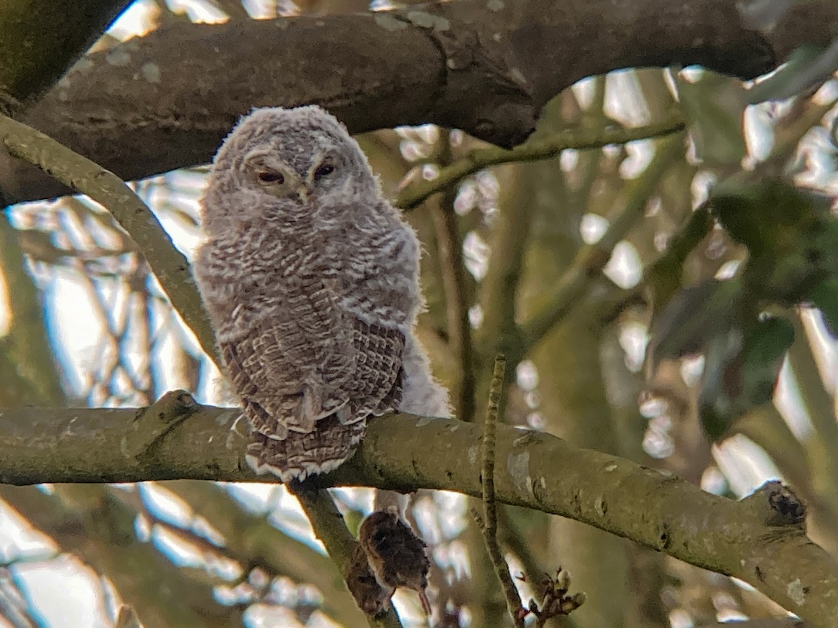 Tawny Owl - ML632955312