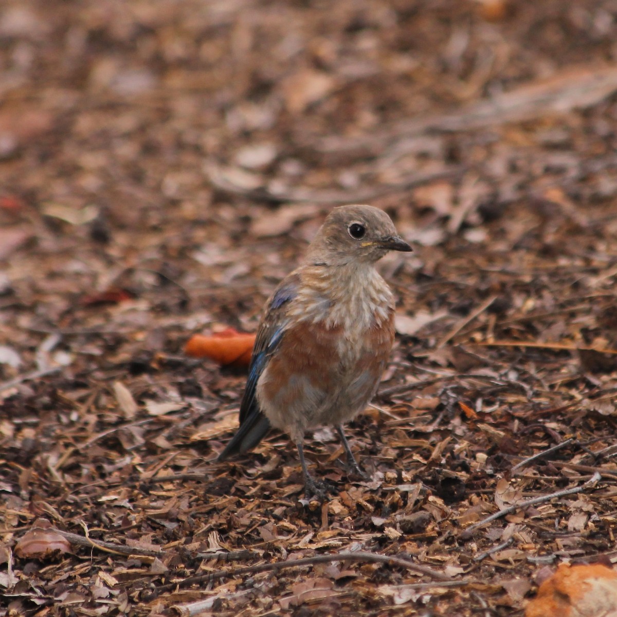 Western Bluebird - ML63295541