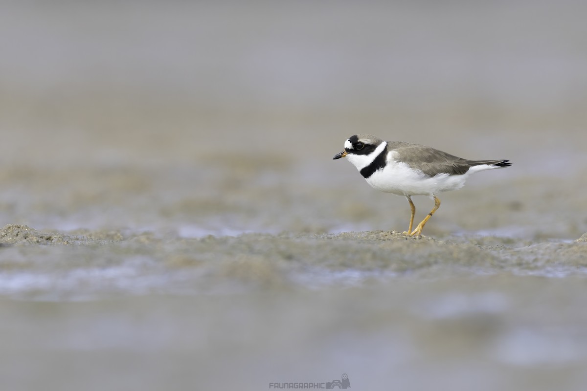 Semipalmated Plover - ML632955685