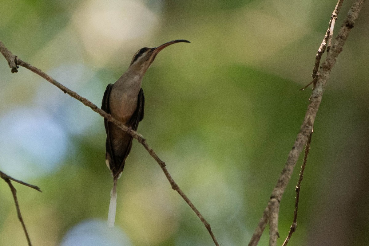 Long-billed Hermit - ML632955740