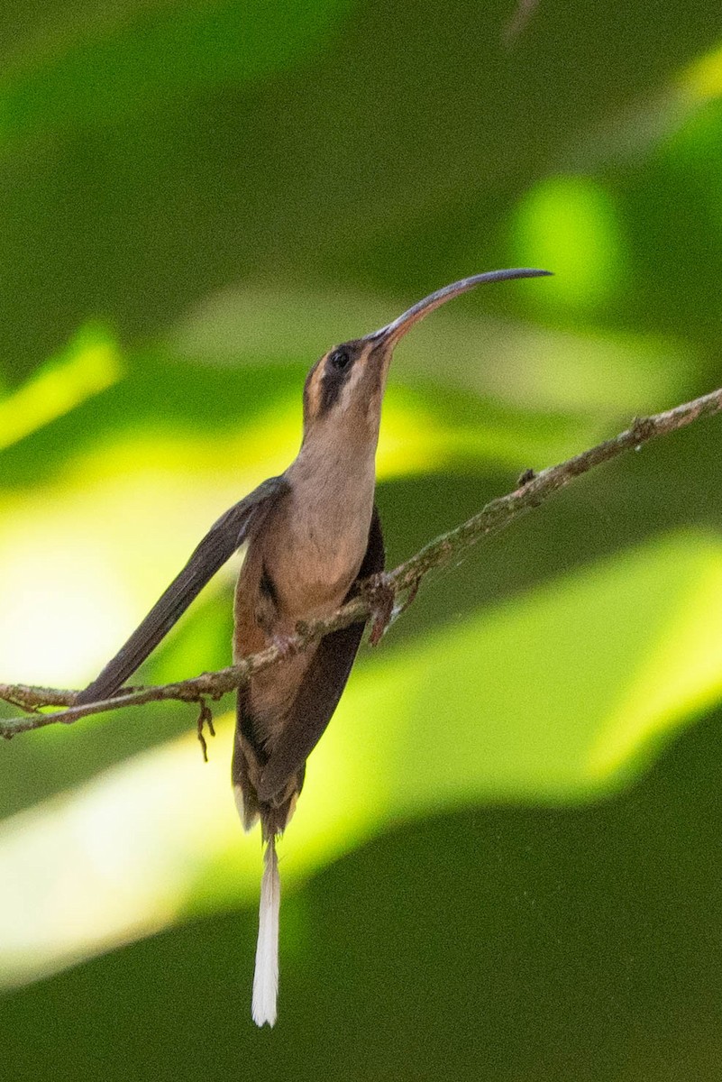 Long-billed Hermit - ML632955741