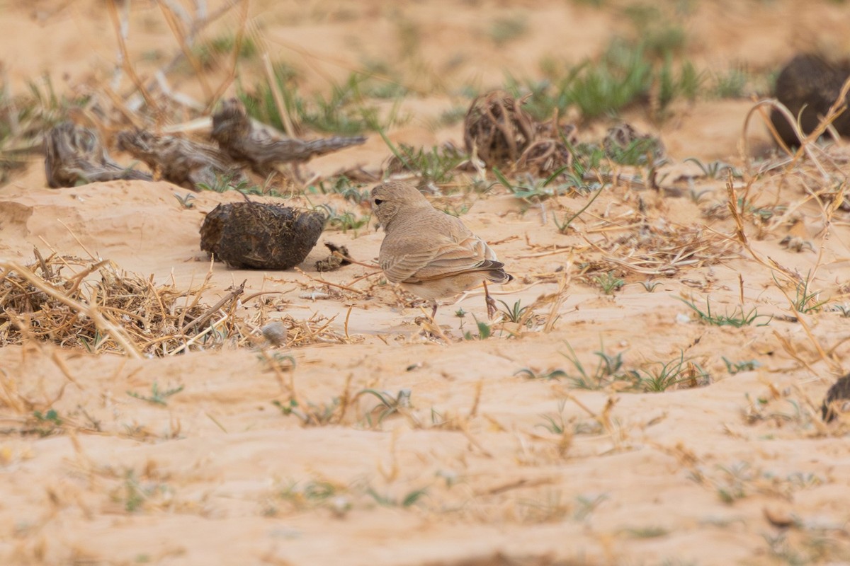 Allodola del deserto minore - ML632955745
