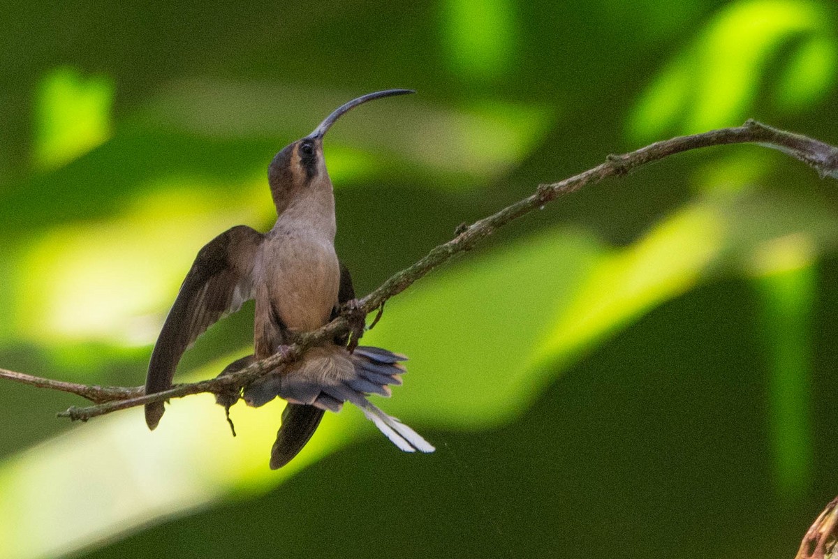 Long-billed Hermit - ML632955748