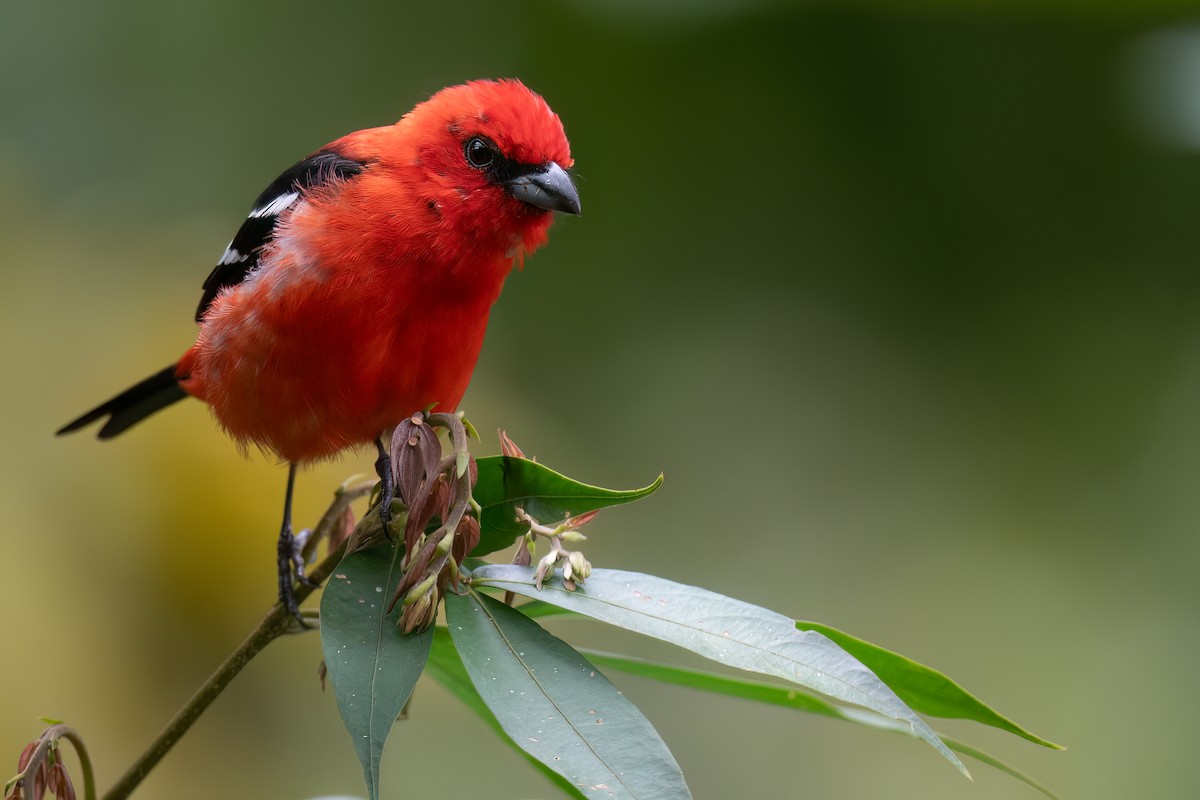 White-winged Tanager - ML632955833
