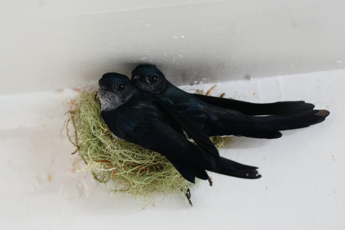 Ridgetop Swiftlet - ML632955939