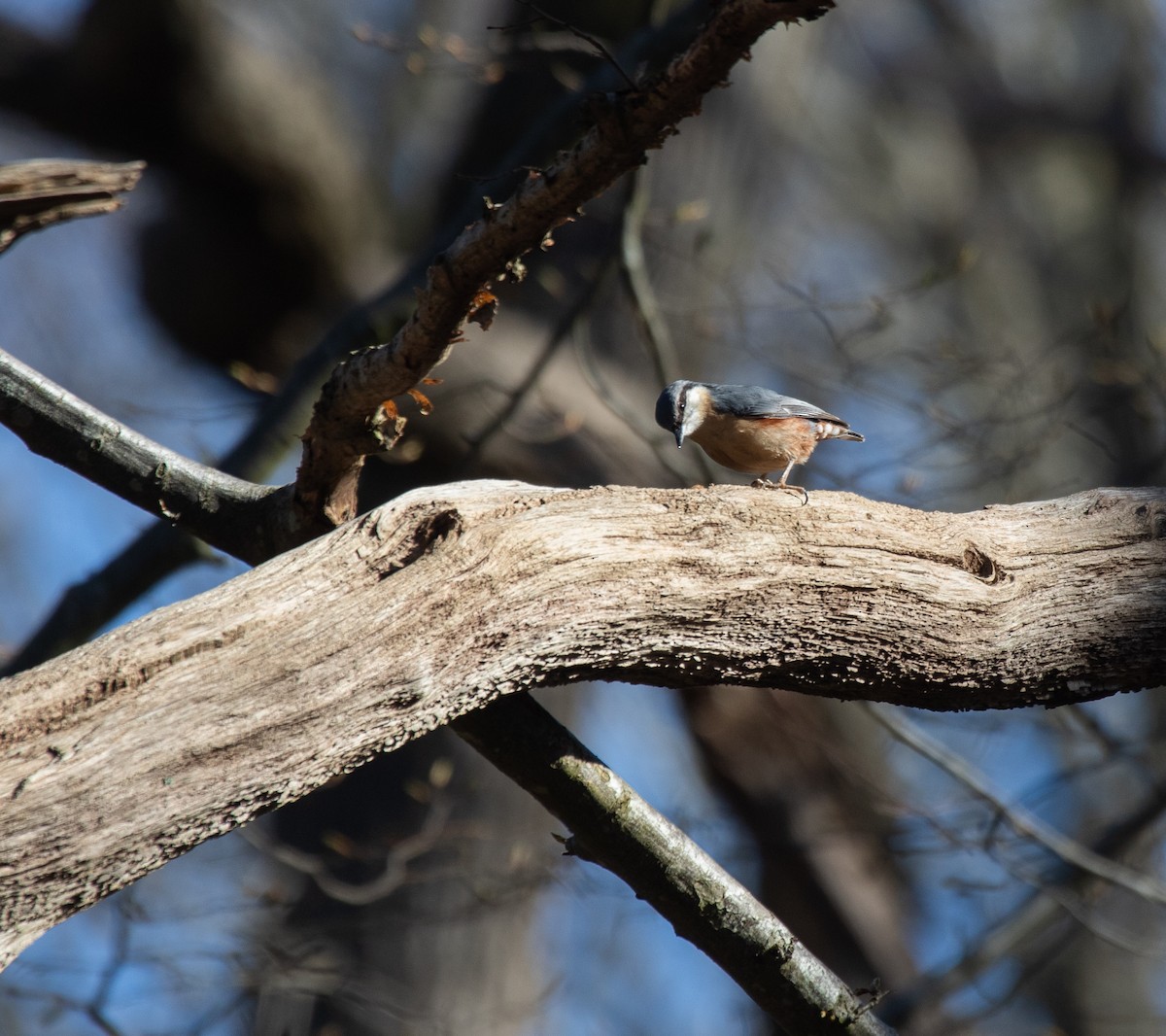 Өрнийн тоншголжин - ML632956103