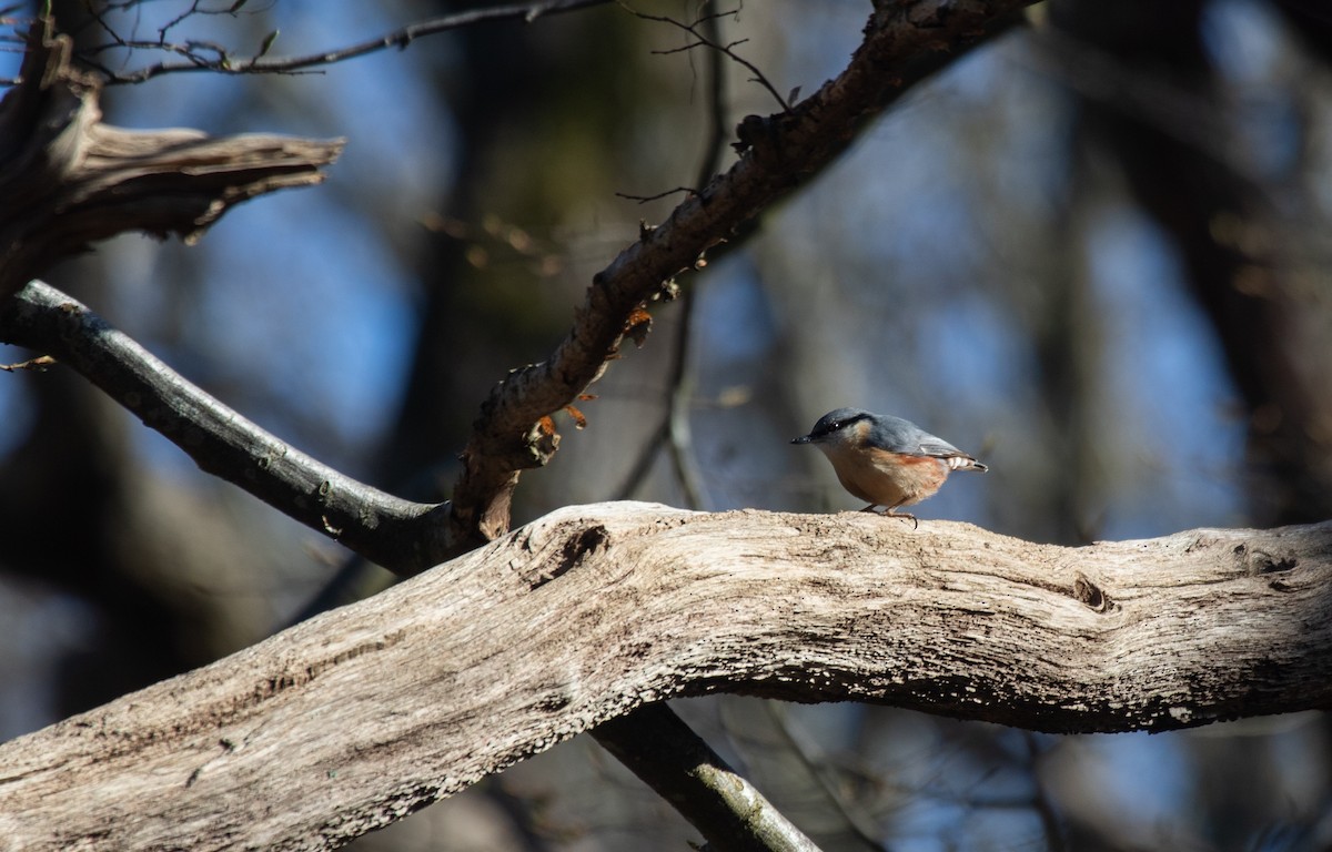 Өрнийн тоншголжин - ML632956106