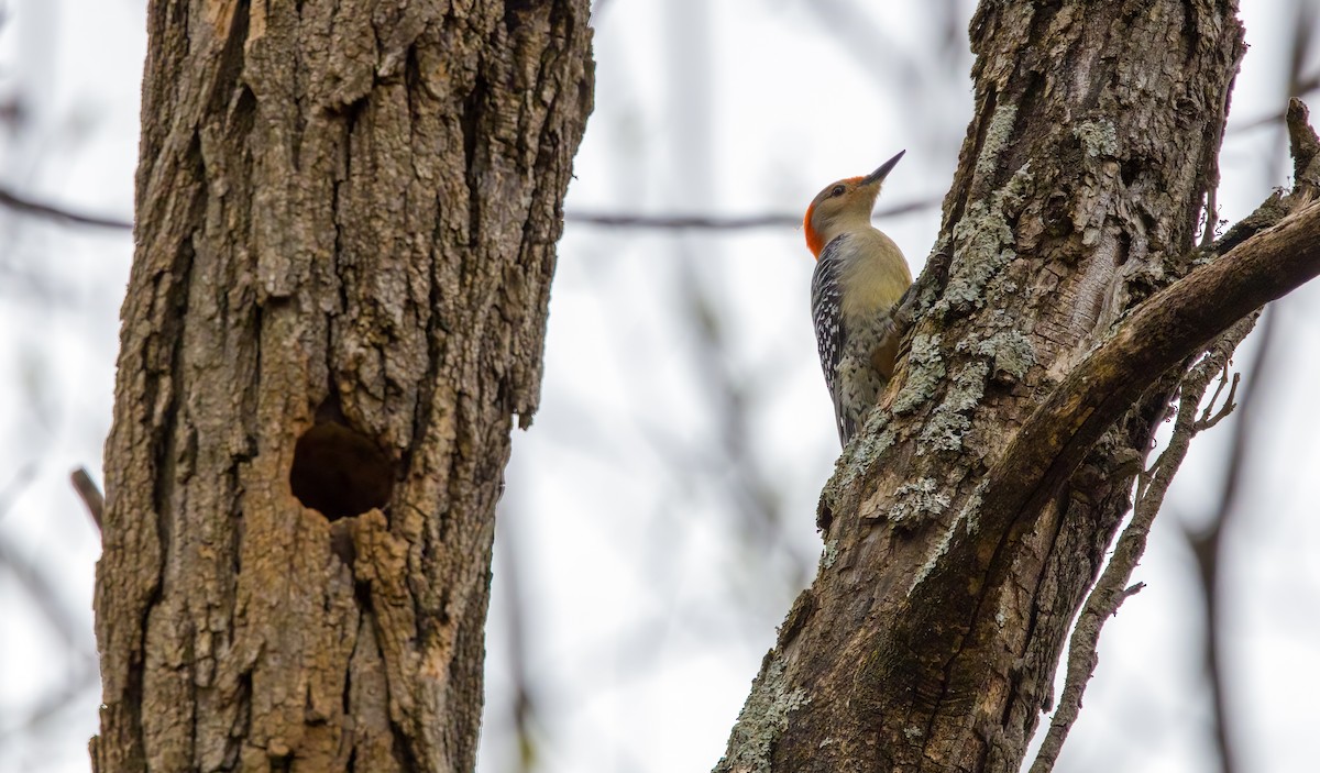 Red-bellied Woodpecker - ML632956107