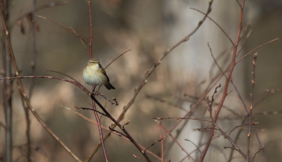 Урианхайн дууч шувуу - ML632956110