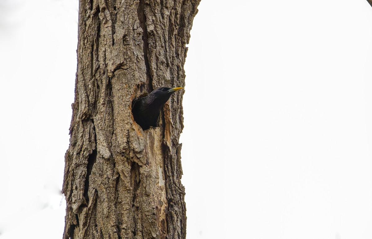 European Starling - ML632956112