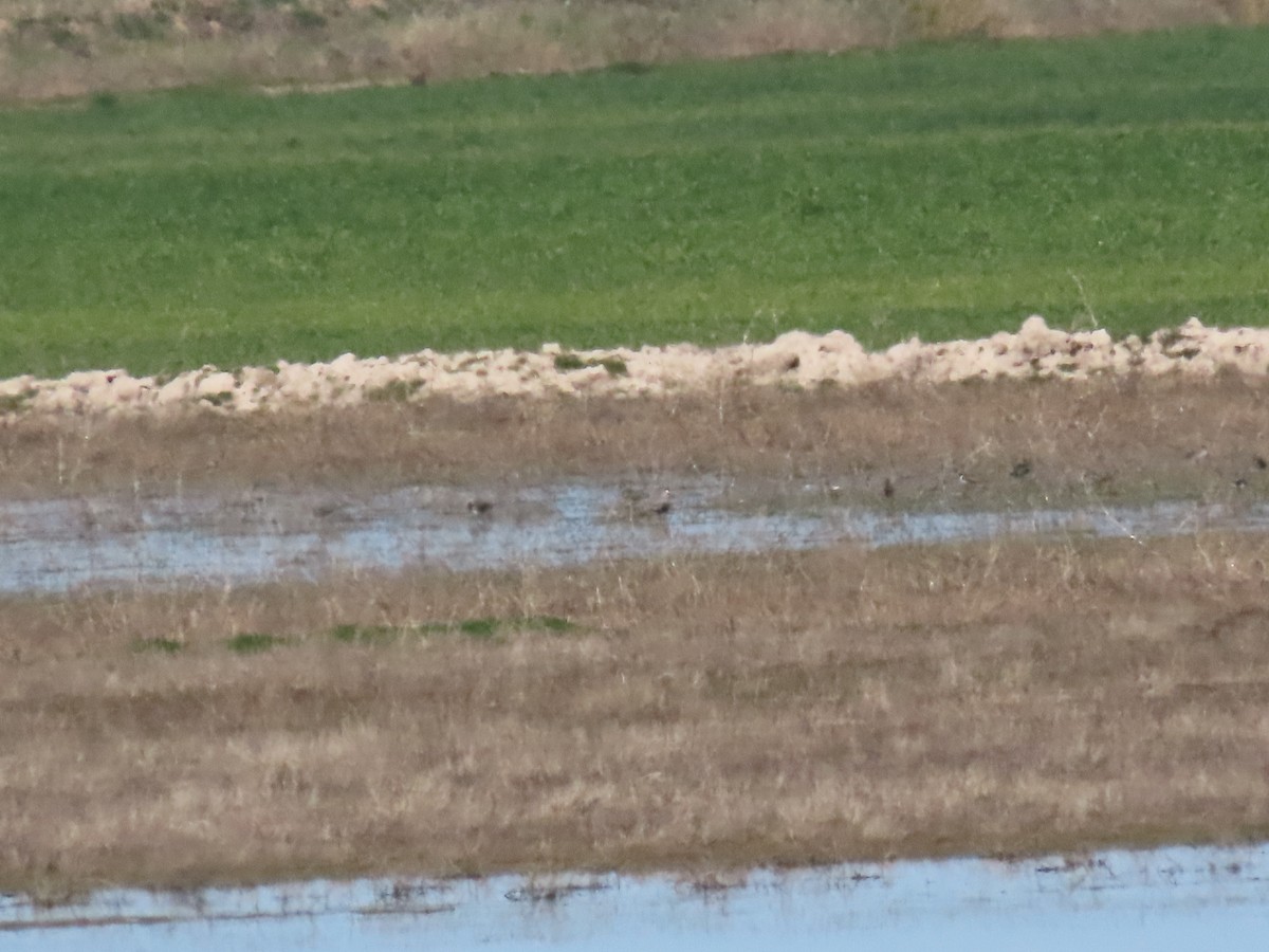 Sociable Lapwing - ML632956169