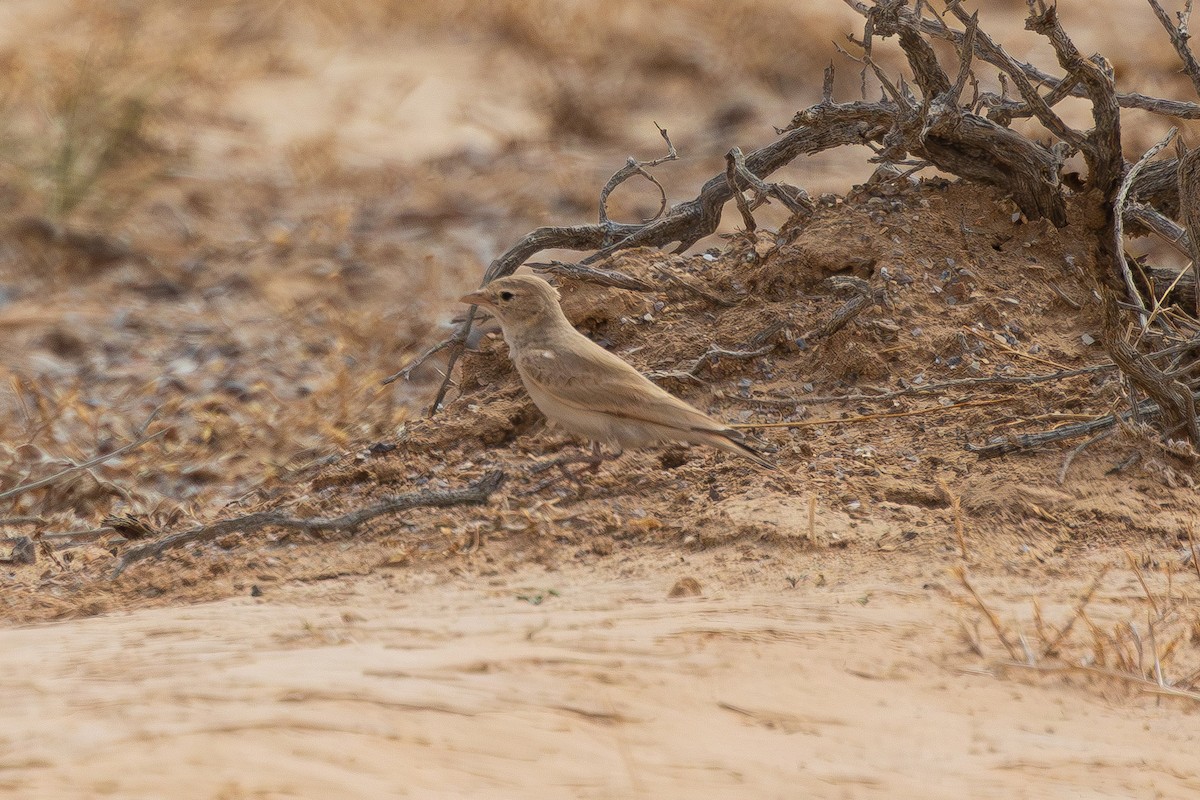 Allodola del deserto minore - ML632956194