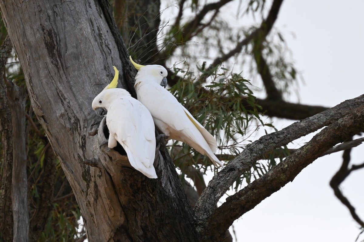 葵花鳳頭鸚鵡 - ML632956264